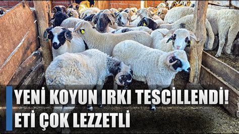 Verimi Y Ksek Yeni Koyun Irk Tescillendi Eti Ok Lezzetli Agro Tv