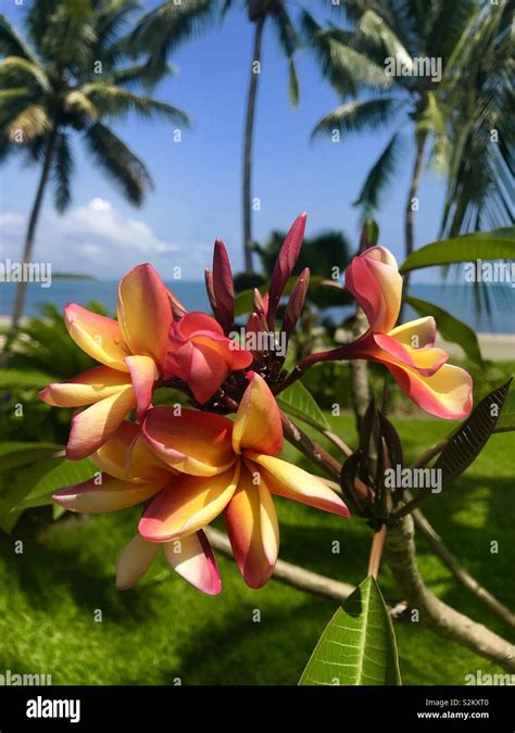 Fiji Flower High Resolution Stock Photography And Images Alamy