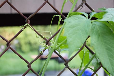 Invasive Vine Identification