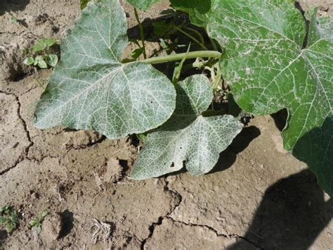 Silver Leaf Of Zucchini Purdue University Vegetable Crops Hotline