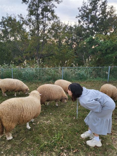 울산 봄맞이 데이트 코스 해너울터 캠크닉과 양떼목장🐑 네이버 블로그