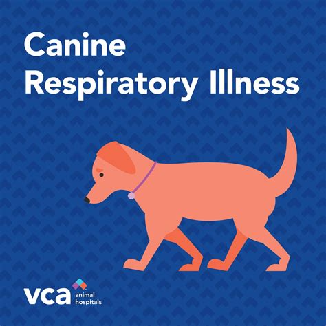 VCA Santa Monica Dog and Cat Hospital | Santa Monica CA
