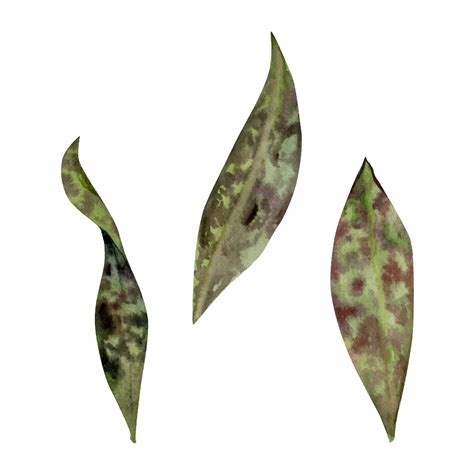 Premium Vector | Green spotted leaves of flowers early spring plants