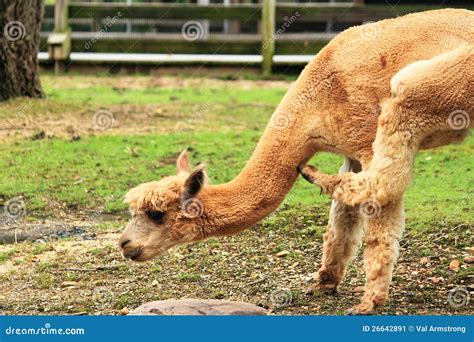 Scratching An Itch Stock Image Image Of Animal Hoof 26642891