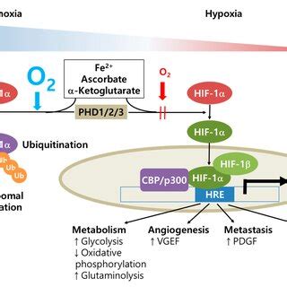 Oxygen dependent regulation of HIF 1α in cancer cells Under normoxia