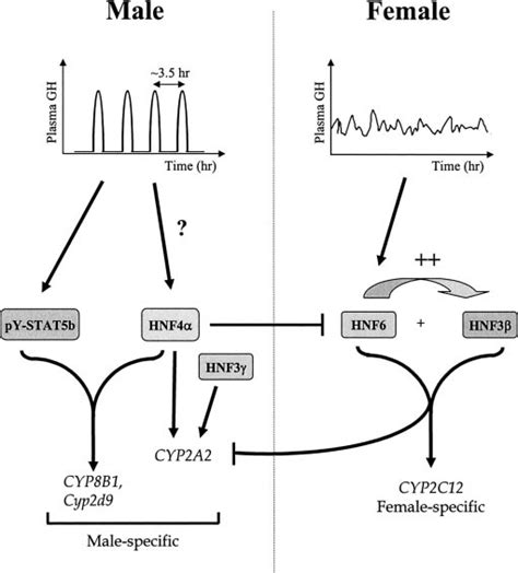 Model For Sex Dependent Regulation Of Cyps By Hnfs Activation Of The