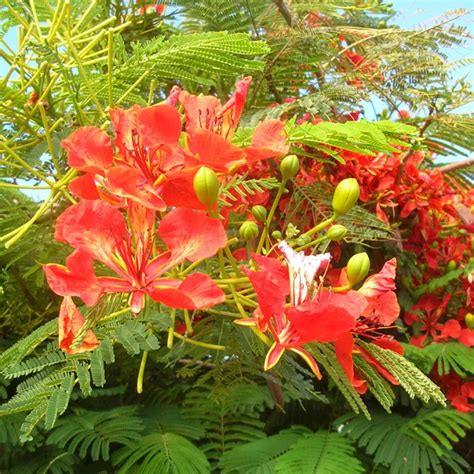 Flamboyant Royal Rouge Royal Poinciana