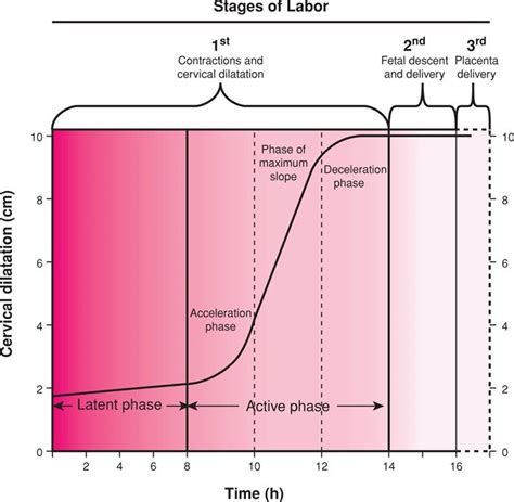 Stages Of Labor