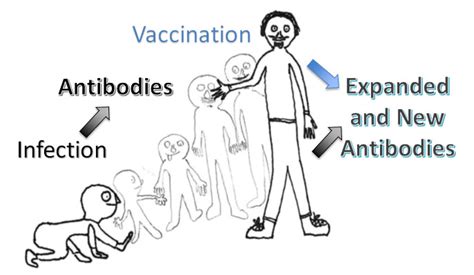 The Effects Of Birth Year Age And Sex On Hemagglutination Inhibition Antibody Responses To
