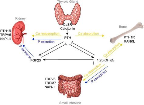 Frontiers | Disorders of Calcium and Phosphorus Metabolism and the ...