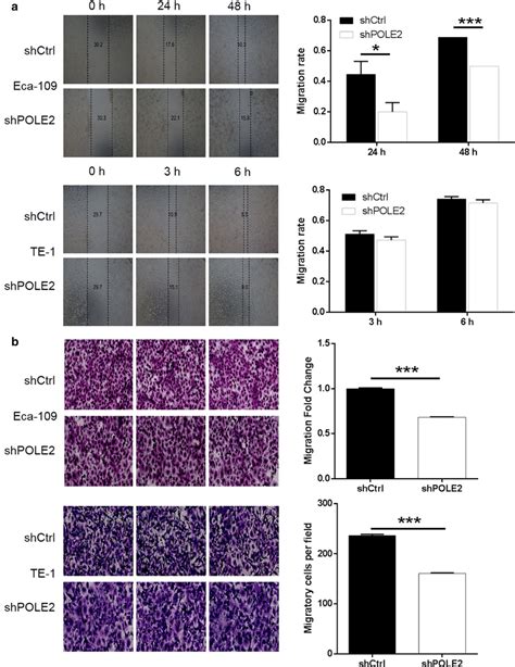 Knockdown Of Pole2 Inhibits Cell Migration In Escc Cells A Cell