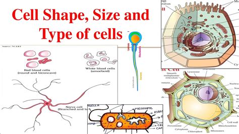 Cells Type Different Types Of Cells Cell Size And Cell Shape