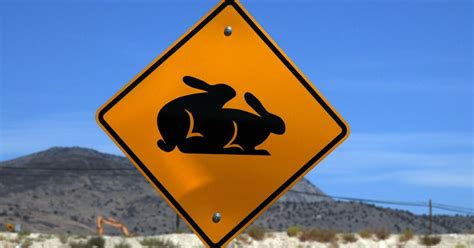 Who Owns the BunnyRanch Now? Details on the Brothel