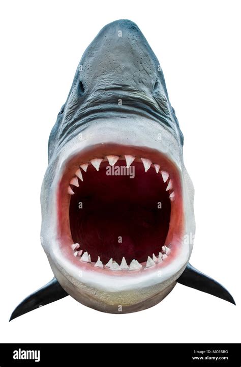 Great White Shark Mouth Open