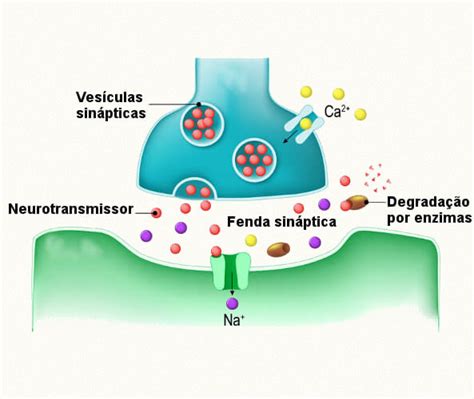 O Que E Um Neurotransmissor - Neurotransmissores - PrePara ENEM