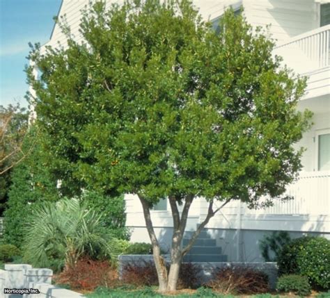 Myrica cerifera | Southern Wax Myrtle | Kings Garden Center