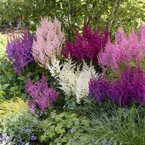 Astilbe Vision in Purple | Parkers Wholesale