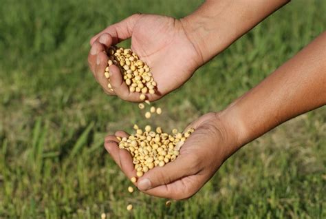 Commodities T M Nova Baixa Generalizada Nesta Feira E Futuros Da