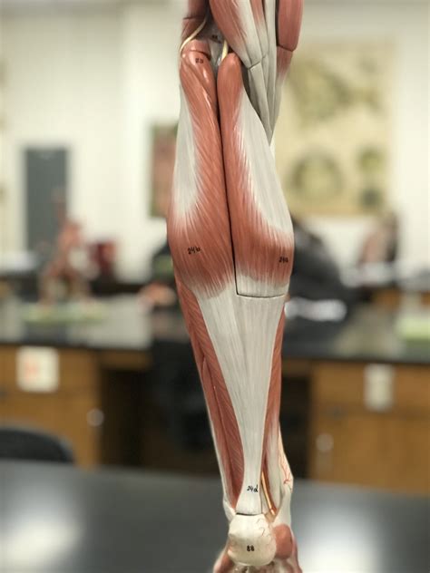 Posterior Leg A P Lab Quiz Diagram Quizlet