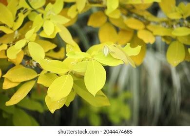 dendrolobium umbellatum royalty  images stock  pictures