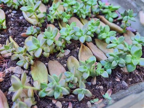 13 Quick And Easiest Succulents To Propagate