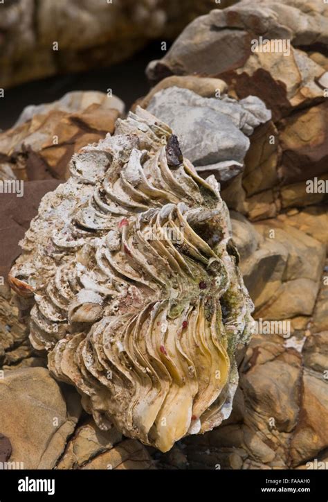 Southern Thailand Giant Clams Hi Res Stock Photography And Images Alamy