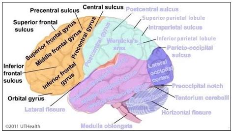 The Sulci And Gyri Of The Frontal Lobe Source Overview Of The