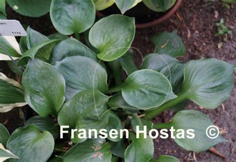 Hosta Monster Ears - Fransen Hostas