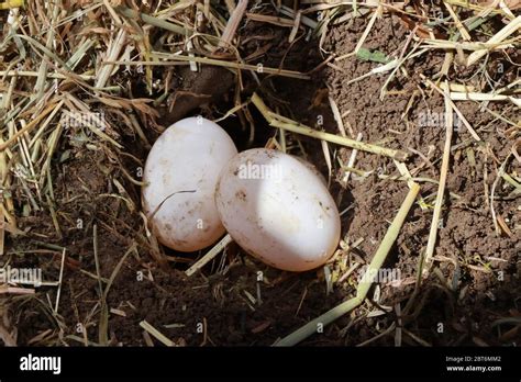 Tortoise Egg Hi Res Stock Photography And Images Alamy