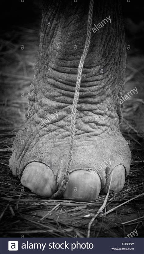 Elephant Foot Stock Photos & Elephant Foot Stock Images - Alamy