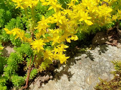 Sedum Sexangulare Tasteless Stonecrop World Of Succulents