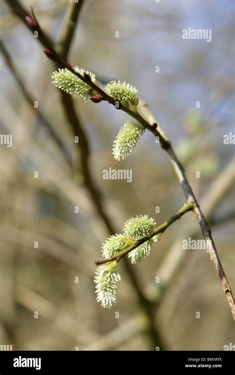 Goat Willow Or Great Sallow Aka Pussy Willow Salix Caprea Salicaceae Tree In Spring