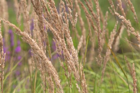 How To Grow And Care For Feather Reed Grass