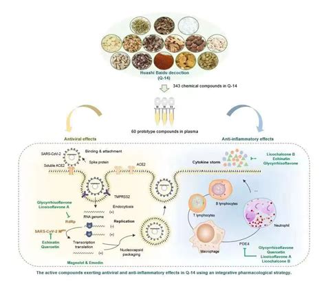 中药复方治疗新冠肺炎整体调节作用机理的研究成果被《pnas》在线发表 中国中医科学院 中药 复方 治疗 新 冠 肺炎 整体 调节 作用 机理 的 研究成果 被 Pnas 在线 发表