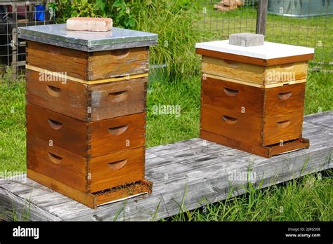 Two Wooden Beehives With Bees Flying Around Stock Photo Alamy