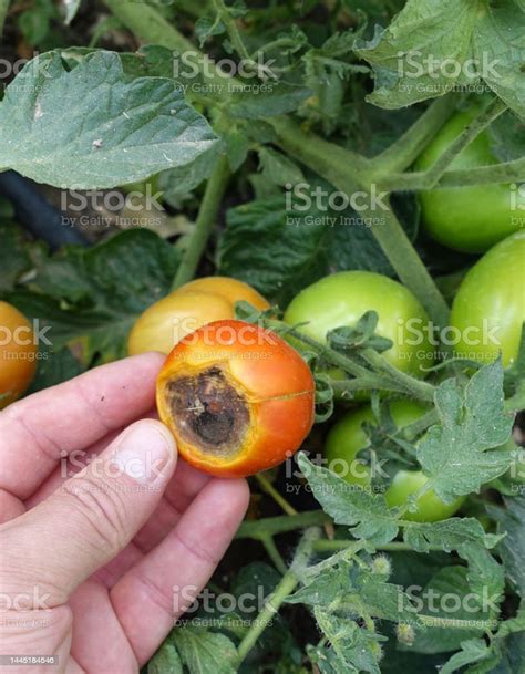 Closeup Tomato Cultivation Tomato Diseases Tomato Fungal Disease ...