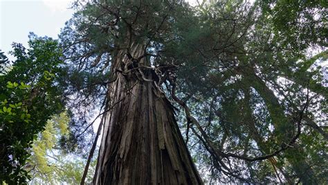 Gran Abuelo El árbol Chileno Que Podría Ser El Más Antiguo Del Mundo