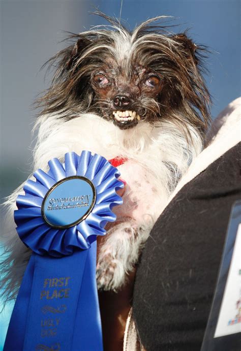 World's Ugliest Dogs Photos | Image #1 - ABC News