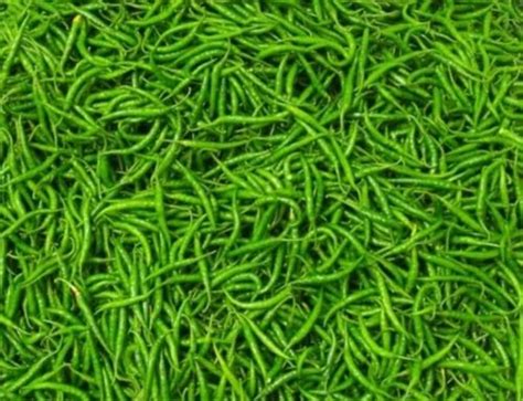 A Grade Green Chilli G4 Pan India Packaging Size 5 Kg At Rs 26 Kg In