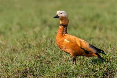 Surkhab Bird Stock Photos Free And Royalty Free Stock Photos From