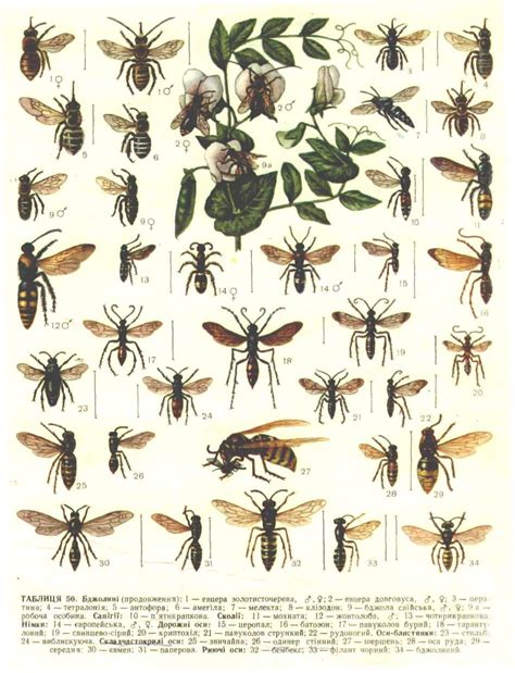 Определитель Насекомых По Фото Онлайн — Картинки фотографии