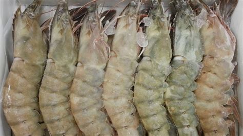 how to warm up frozen cooked shrimp