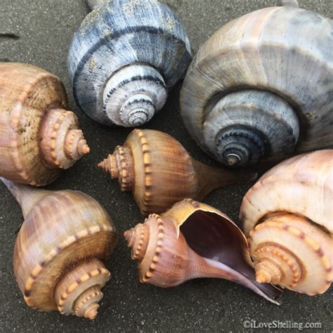 knobbed whelk  love shelling