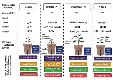 Soil Enrichment Will Soon Increase How Much Magnesium In Coffee Beans Naturally - RYZE Superfoods