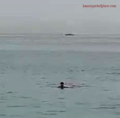 Red Sea Shark Attack 2023 Video - The Terrifying Encounter