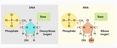 Solved DNA RNA Base Base O-P-O-CH, O O-P-OCH, O 5' 5' | Chegg.com