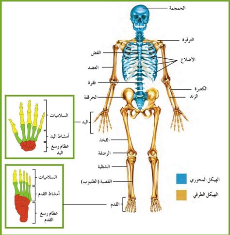 Anatomy 3 الهيكل العظمي للإنسان Wattpad