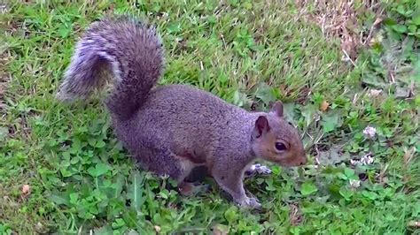 Iecv Nv 662 👀 Two Grey Squirrels One Eats Some Walnuts And Then Eats