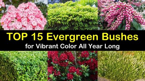 Top 15 Evergreen Bushes for Vibrant Color All Year Long