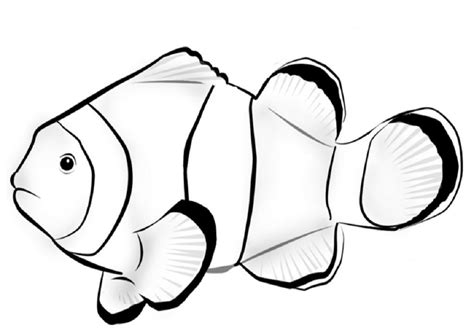 Parrot Fish Drawing At Getdrawings Free Download